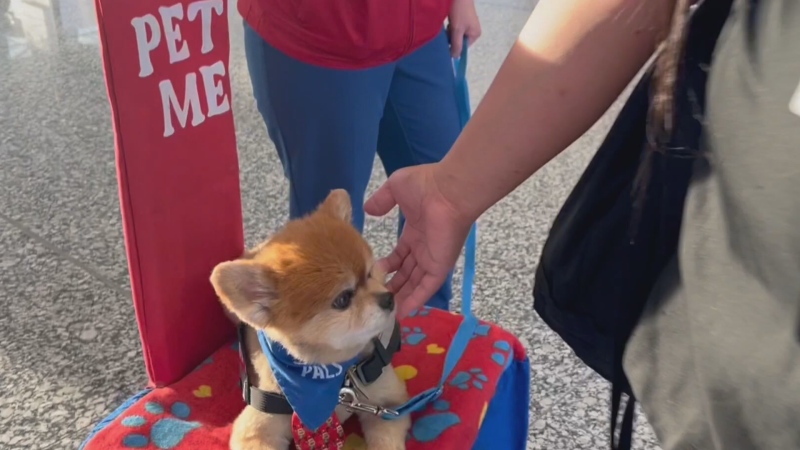 A team of helpful pets and their owners are set up at the Calgary International Airport to help passengers combat stress.