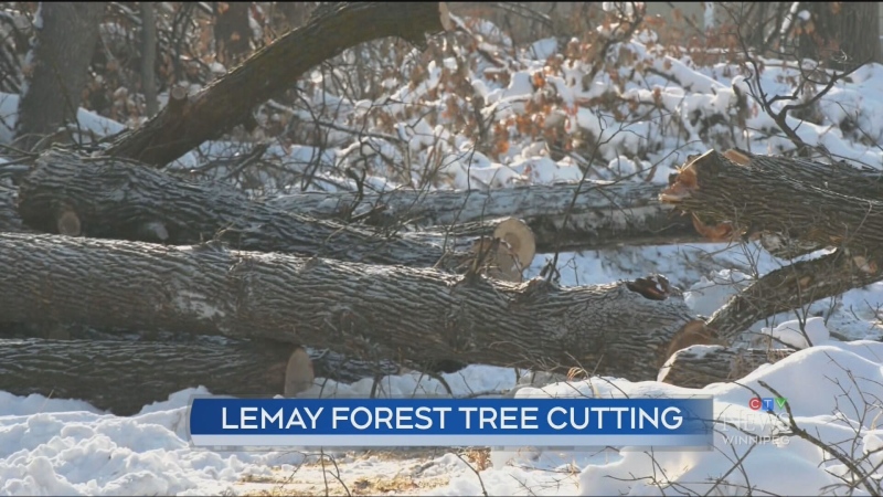 Lemay Forest