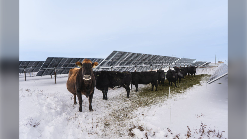 Cattle are shown grazing amongst solar panels at an agrivoltaics pilot project conducted by Sun Cycle Farms near Cardston in southern Alberta in this November 2024 handout image. THE CANADIAN PRESS/HO-Sun Cycle Farms