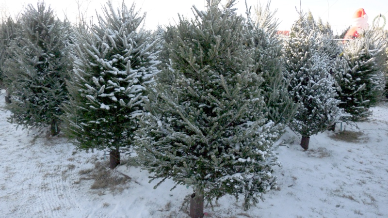 Christmas trees can be seen in this undated file photo. (File)