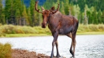 A bull moose is seen in this CTV News file photo. (File)