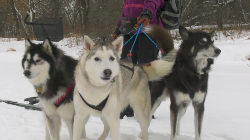 Skijoring