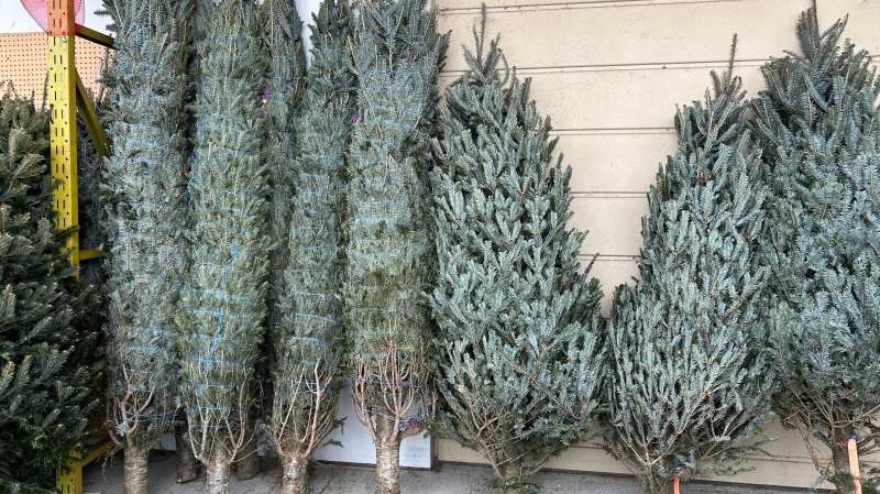 The city is urging residents to recycle their Christmas trees. (Swidda Rassy / CTV)