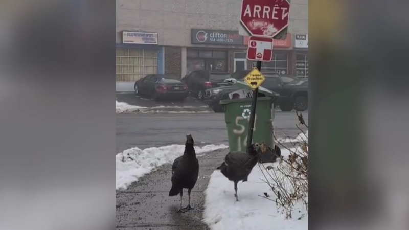 Two wild turkeys spotted in NDG