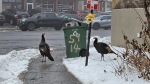 Two wild turkeys spotted in NDG