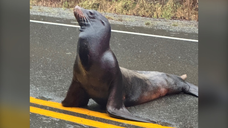 This photo shows a sea lion on a Vancouver Island highway on Dec. 29, 2024. (Submitted by Michael MacDonnell) 