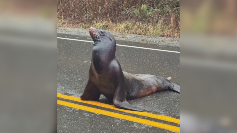 Sea lion on B.C. highway causes commotion