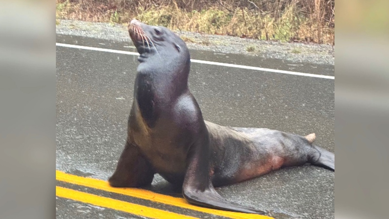 Wayward sea lion causes commotion on B.C. highway 