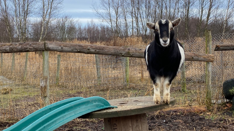 A tiny goat is pictured atop a wooden spool table at Rick and Joy's Funny Farm in Amherst, N.S.