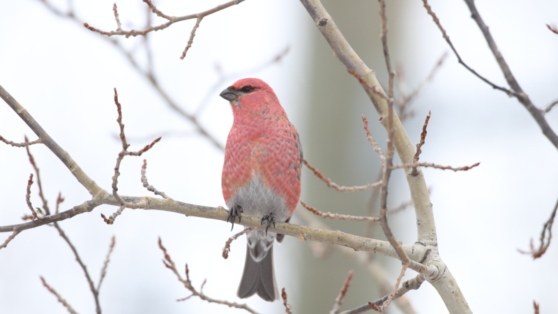 A pine grosbeak is seen in Lac du Bonnet in May 2023. (Submitted: Rudolf Koes)