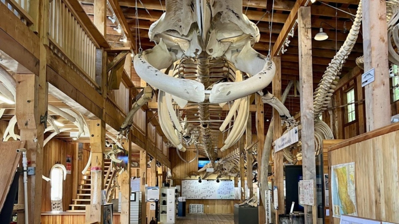 The Whale Interpretive Centre at Telegraph Cove, B.C., once housed the largest collection of marine mammal specimens in the province and welcomed about 10,000 visitors each year, but was destroyed by a fire on Dec. 31, 2024. (The Whale Interpretive Centre / handout via The Canadian Press)