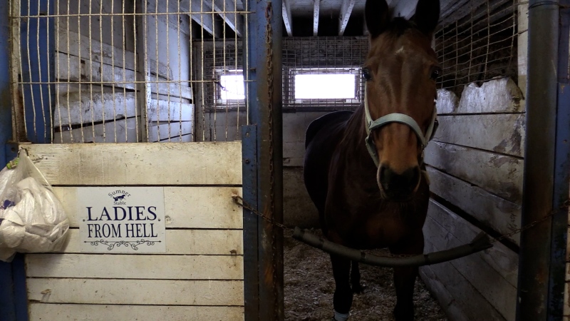 Ladies from Hell won 11 times in 2024 en route to winning 2024 Aged Mare of the Year at Western Fair District (Source: Brent Lale/CTV London) 