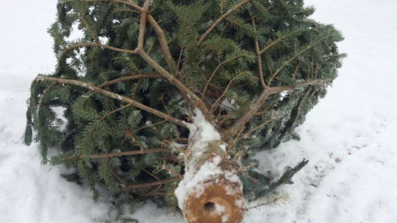 A Christmas tree in this undated file image. 