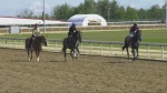 A research study by U of C veterinary experts will look into how to prevent injuries and death in racehorses. 