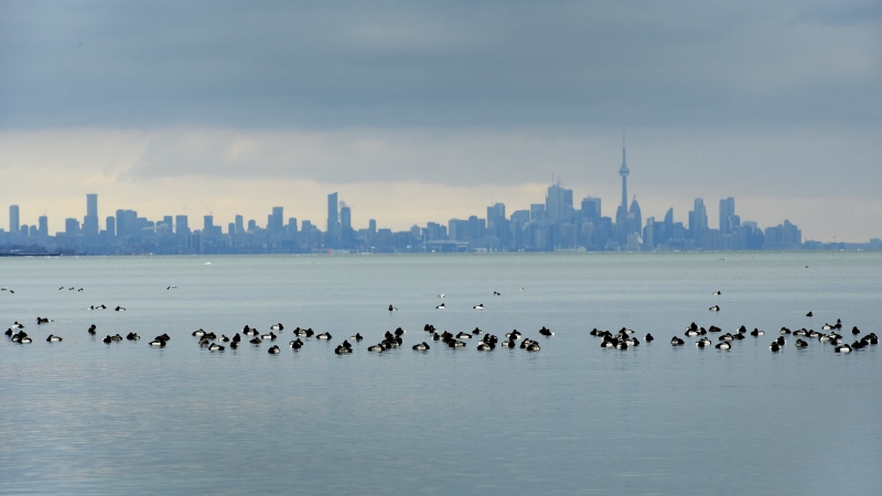 Birds swim in the waters of Lake Ontario overlooking the city of Toronto skyline in Mississauga, Ont., Thursday, Jan. 24, 2019. THE CANADIAN PRESS/Nathan Denette