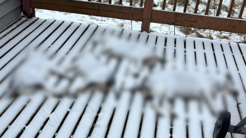 Four dead dogs that were discovered on the front porch of a home in Bass River, N.B., are pictured. (Source: Facebook/Kent County Animal Rescue)