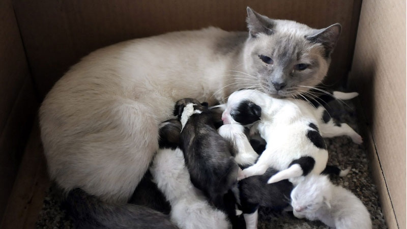 A Siamese cat and her kittens