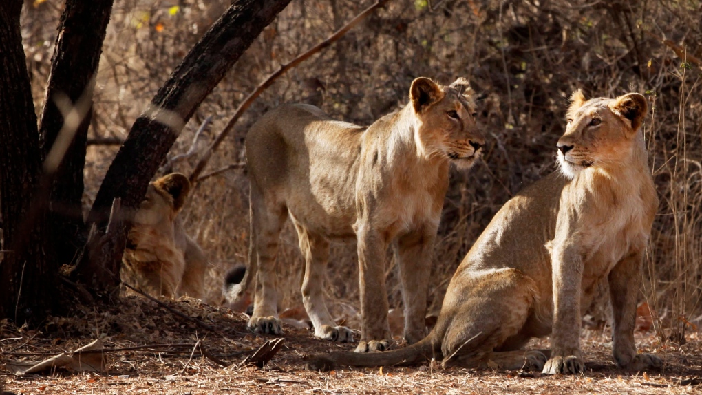 Indian State Warned Its Grip On Rare Lions May Be Too Tight Ctv News