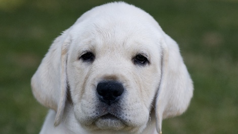 B.C. city passes Canada's first puppy sale ban | CTV News