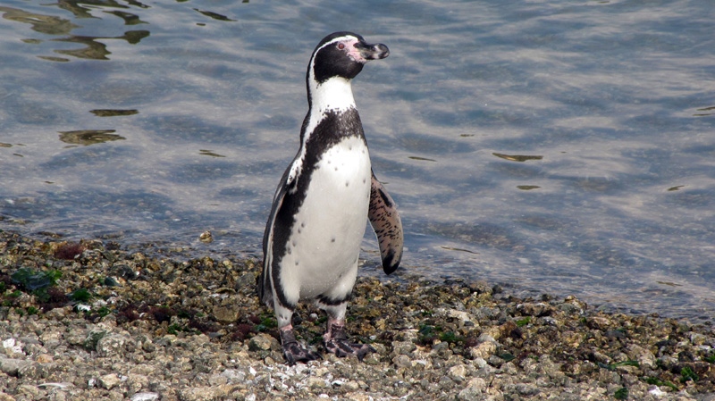 A Humboldt penguin walks along the coast of Pajaro Nino Island, Chile in April, 2012.