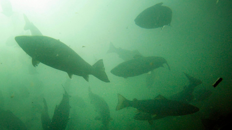 Atlantic salmon swim in a fish farm pen. 
