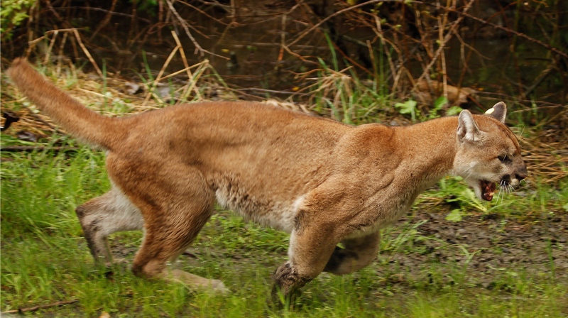 Cougar spotted in residential area of Coquitlam, city issues warning | CTV  News