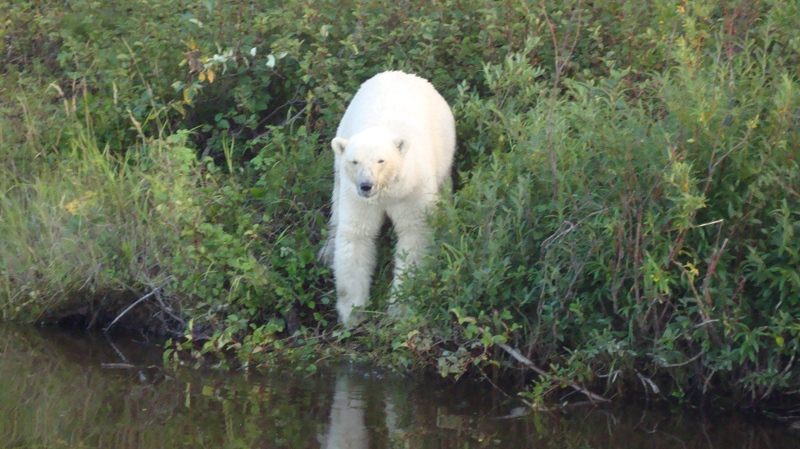 Lost? Polar bear spotted in forest in Manitoba | CTV News