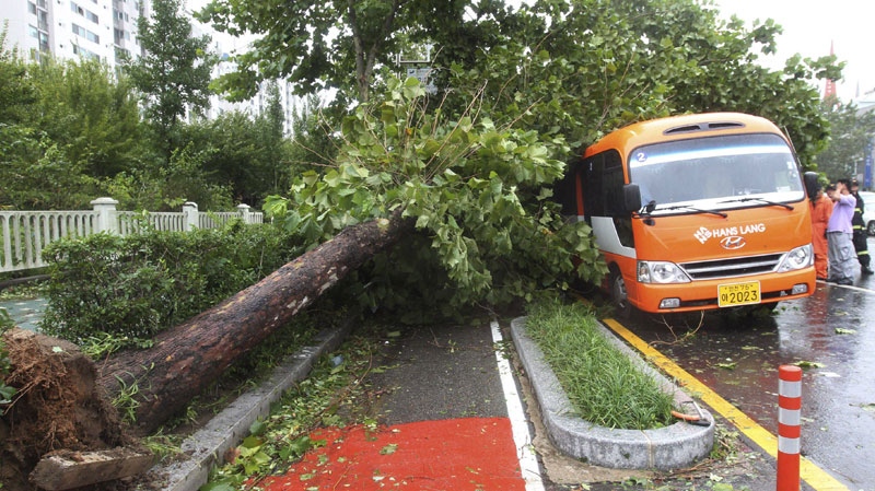 A tree is uprooted as Typhoon Kompasu lashes the South Korean city of Incheon on Thursday, Sept. 2, 2010. (AP Photo/Yonhap, Ha Sa-hun)