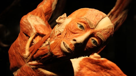 Body Worlds provides Vancouver with brain candy | CTV News