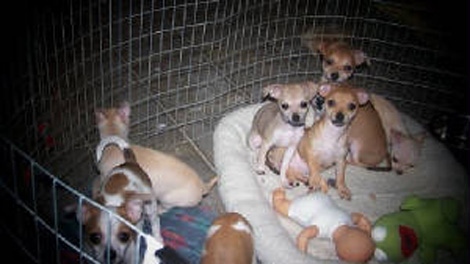 Puppies at B&B Kennels in Abbotsford, B.C., are seen in an image on its website. Facility owner Mel Gerling is being investigated by the SPCA.