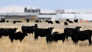 Beef cattle in pasture beside XL Foods' Lakeside Packers plant at Brooks, Alta. on Monday, Oct. 1st, 2012. (Larry MacDougal / THE CANADIAN PRESS)
